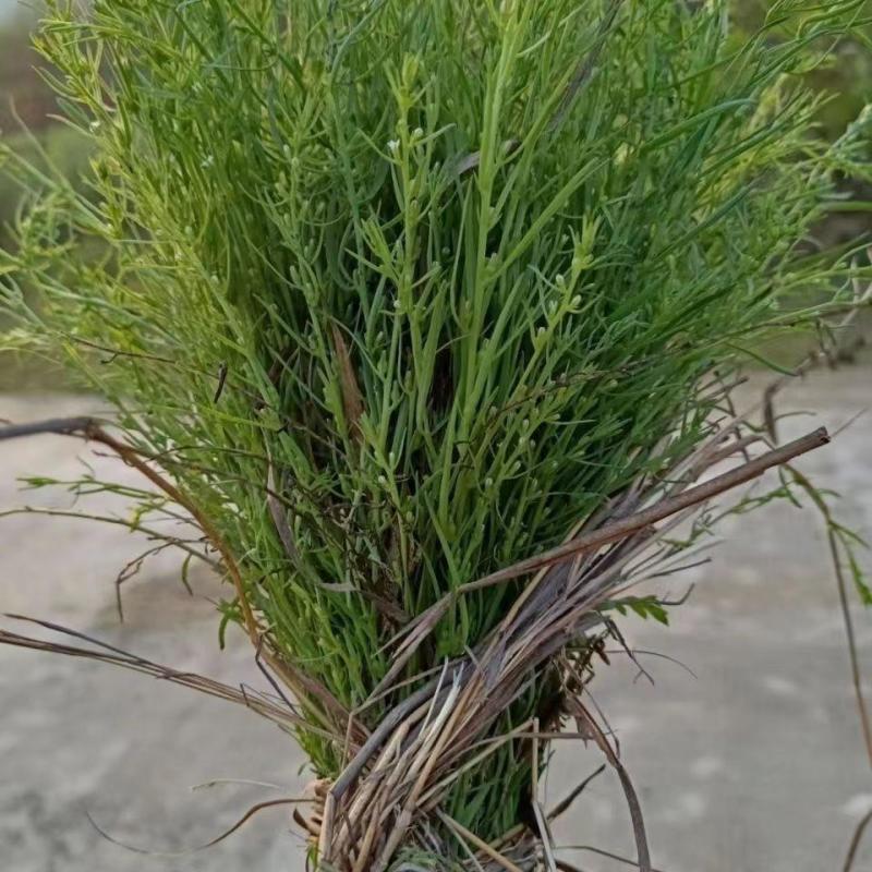 中药材百蕊草种子百乳草细须草青龙草提供视频看货