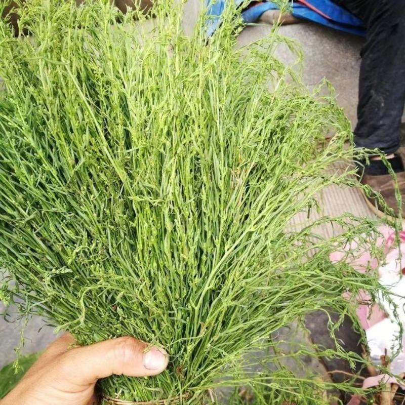 中药材百蕊草种子百乳草细须草青龙草提供视频看货