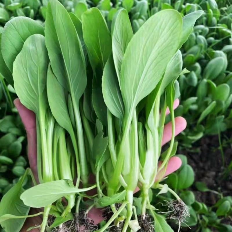鸡毛菜种子