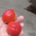 阳红一号杏！！！产地直采！！！纯甜！！！