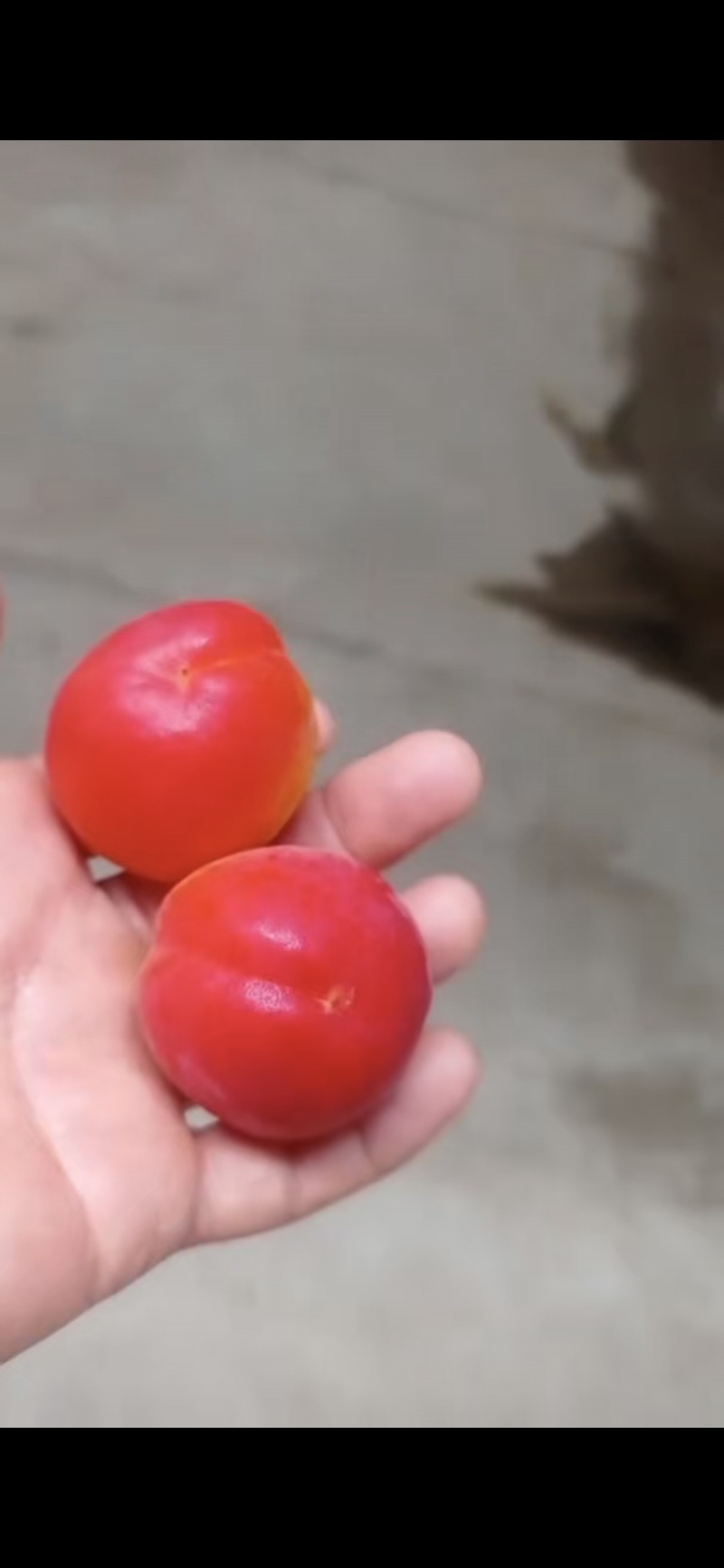 阳红一号杏！！！产地直采！！！纯甜！！！