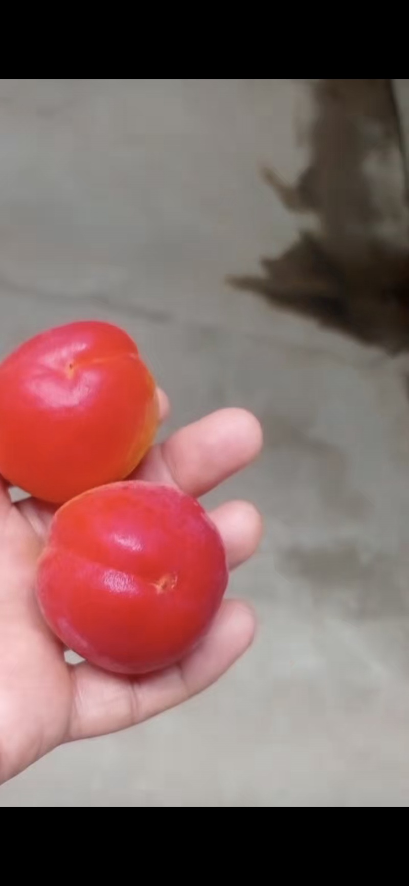 阳红一号杏！！！产地直采！！！纯甜！！！
