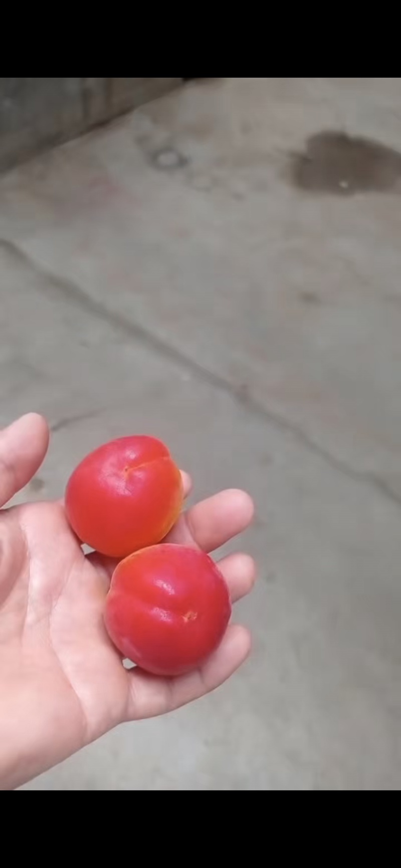 阳红一号杏！！！产地直采！！！纯甜！！！