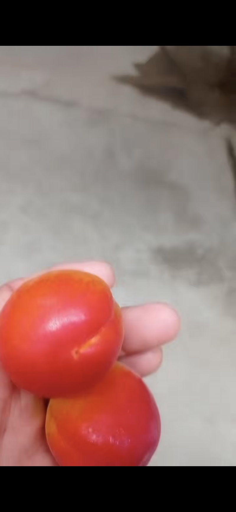 阳红一号杏！！！产地直采！！！纯甜！！！