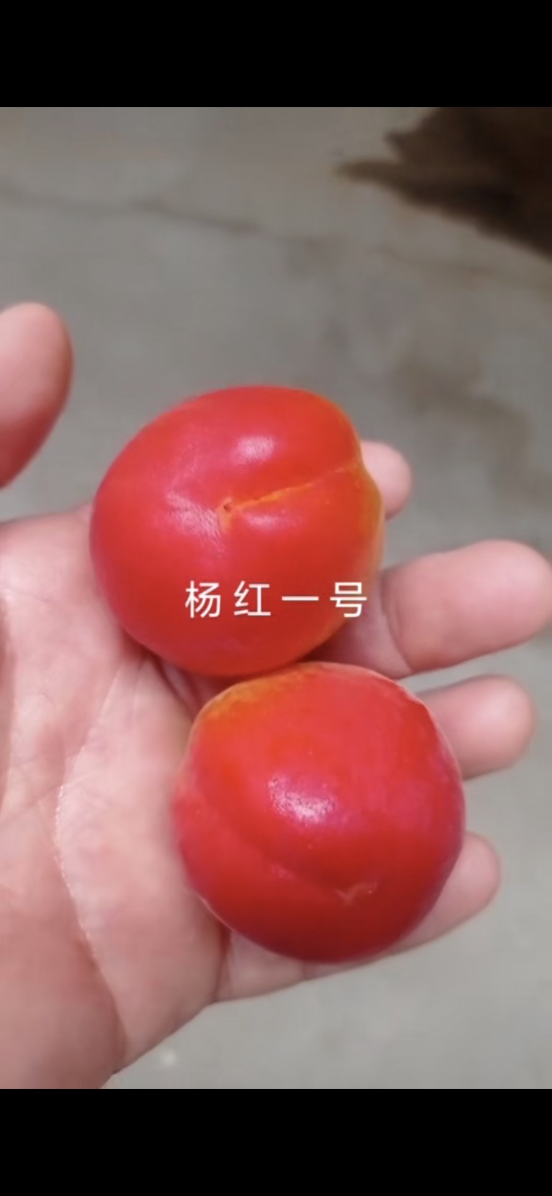阳红一号杏！！！产地直采！！！纯甜！！！