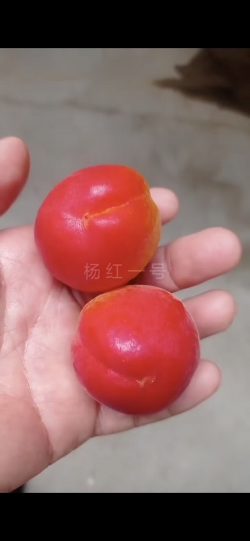 阳红一号杏！！！产地直采！！！纯甜！！！