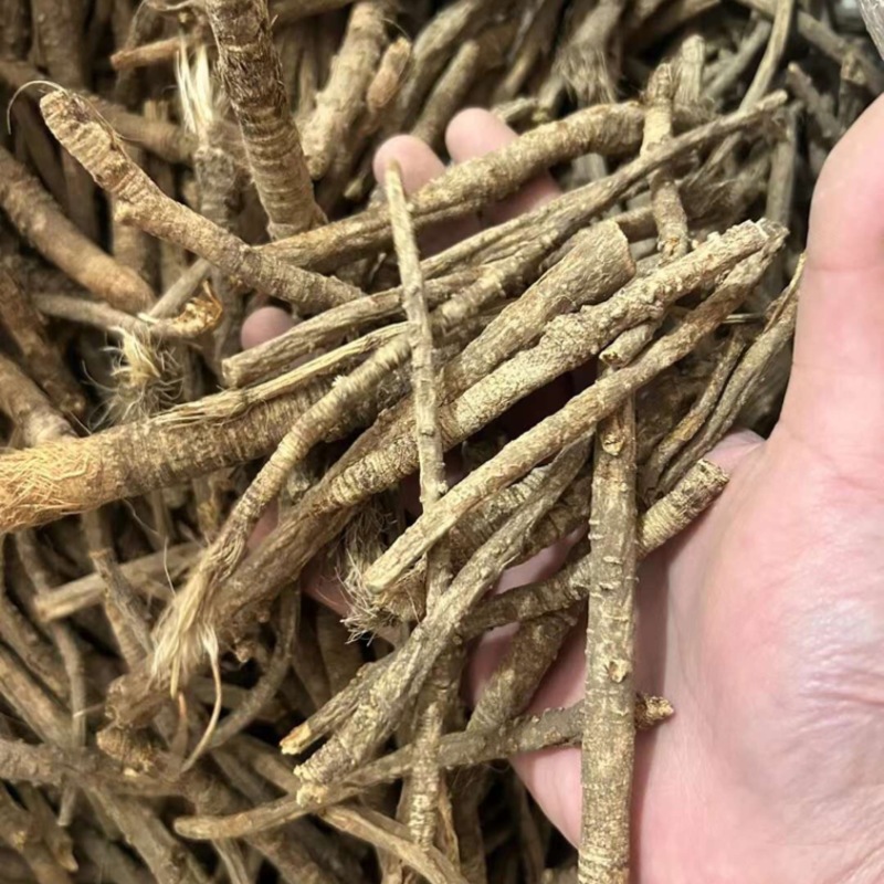 俄罗斯纯野生防风统货，4号，6号筛，含量够，100%纯货