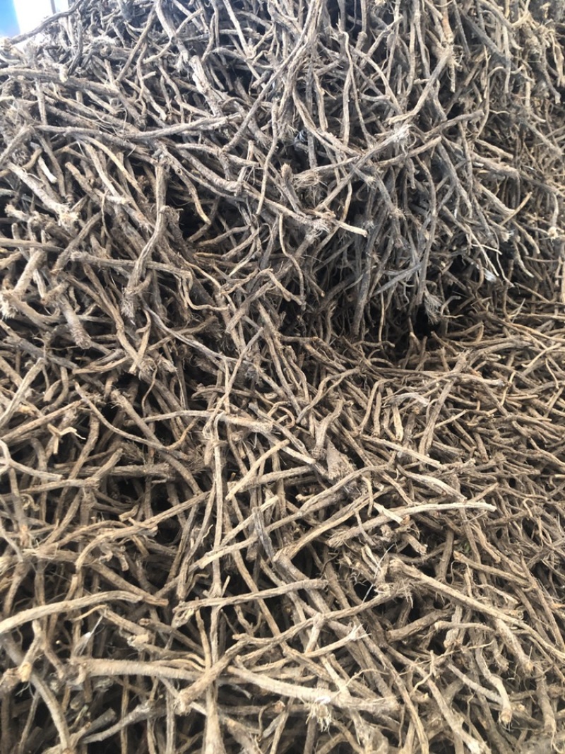 俄罗斯纯野生防风统货，4号，6号筛，含量够，100%纯货