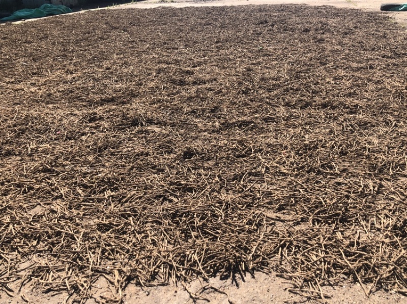 俄罗斯纯野生防风统货，4号，6号筛，含量够，100%纯货