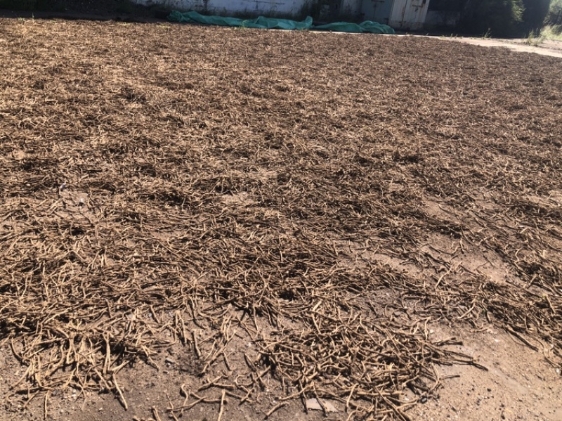 俄罗斯纯野生防风统货，4号，6号筛，含量够，100%纯货