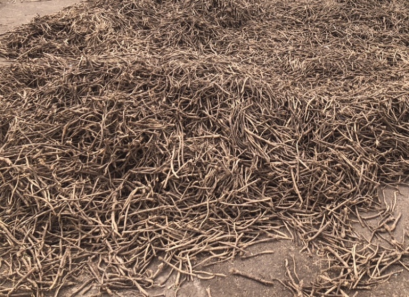 俄罗斯纯野生防风统货，4号，6号筛，含量够，100%纯货