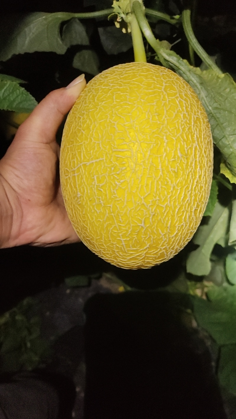 山东黄小蜜哈密瓜，黄25，黄小蜜25哈密瓜，大量有货欢迎