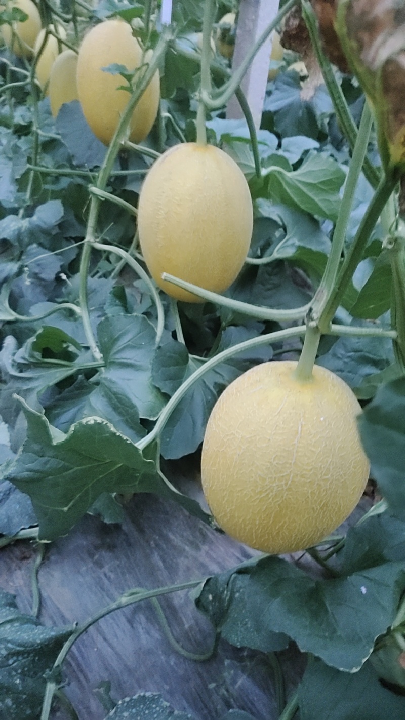 山东黄小蜜哈密瓜，黄25，黄小蜜25哈密瓜，大量有货欢迎