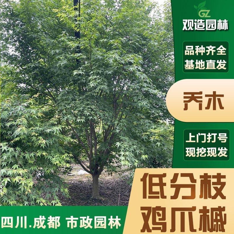 低分枝鸡爪槭树苗四川园林绿化别墅庭院盆景四季常青造型风景