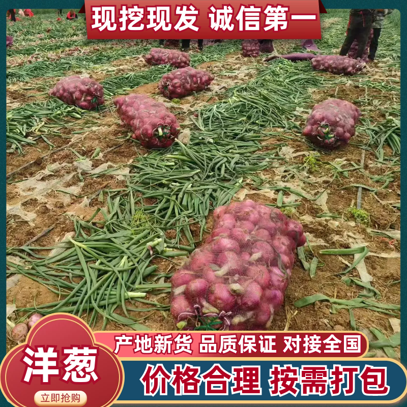 精品紫皮洋葱产地直发，一手货源质量很好需要联系质量三包