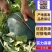 【幕田佳宝西瓜】陕西西瓜/产地直发/保质保量/全国代收代发