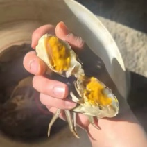 江苏六月黄批发，公蟹母蟹有货，物流直达包邮，全国发货