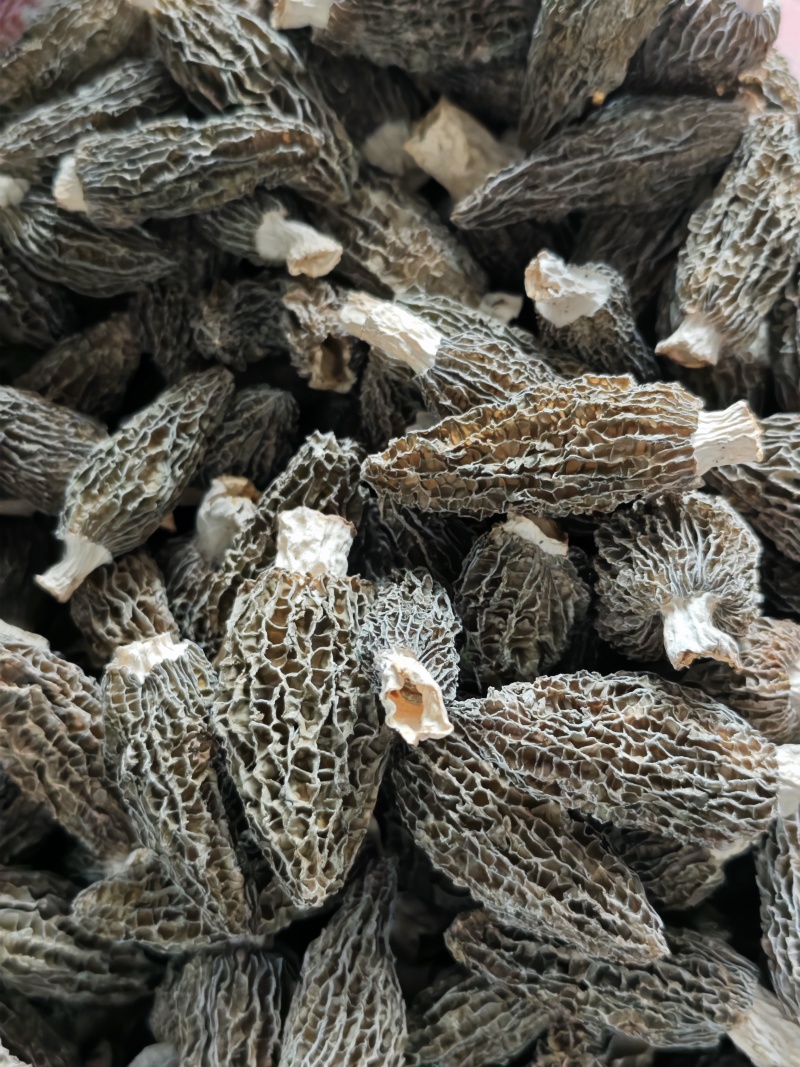 【专注精品货】今年新鲜干货羊肚菌头茬6至12cm，品质优