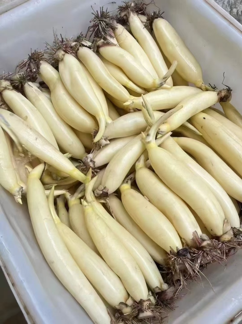 马踏湖水果藕，白莲藕，明清贡品，口感脆甜，可以生吃，