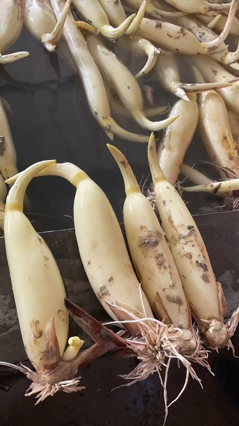 马踏湖水果藕，白莲藕，明清贡品，口感脆甜，可以生吃，