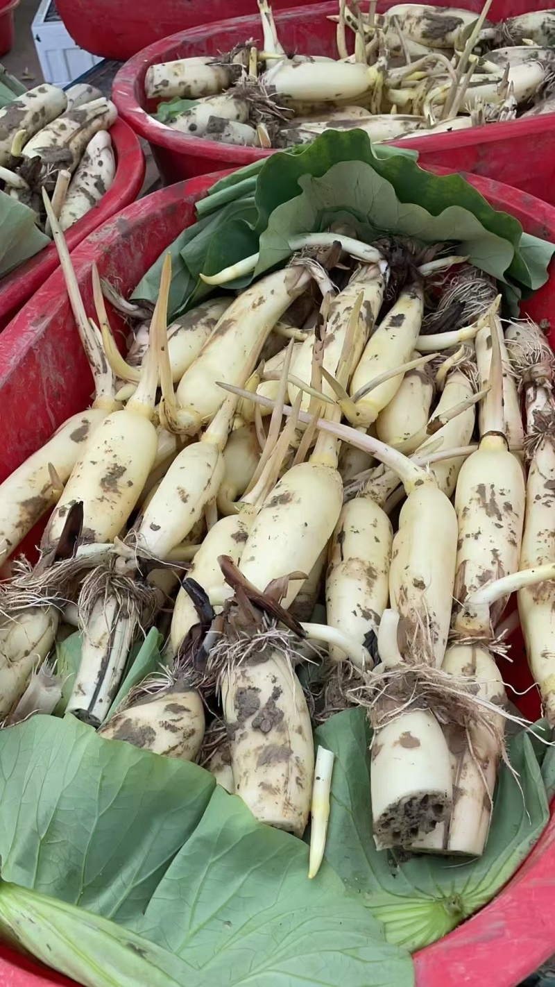 马踏湖水果藕，白莲藕，明清贡品，口感脆甜，可以生吃，