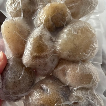 珍珠球参规格齐全厂家直销