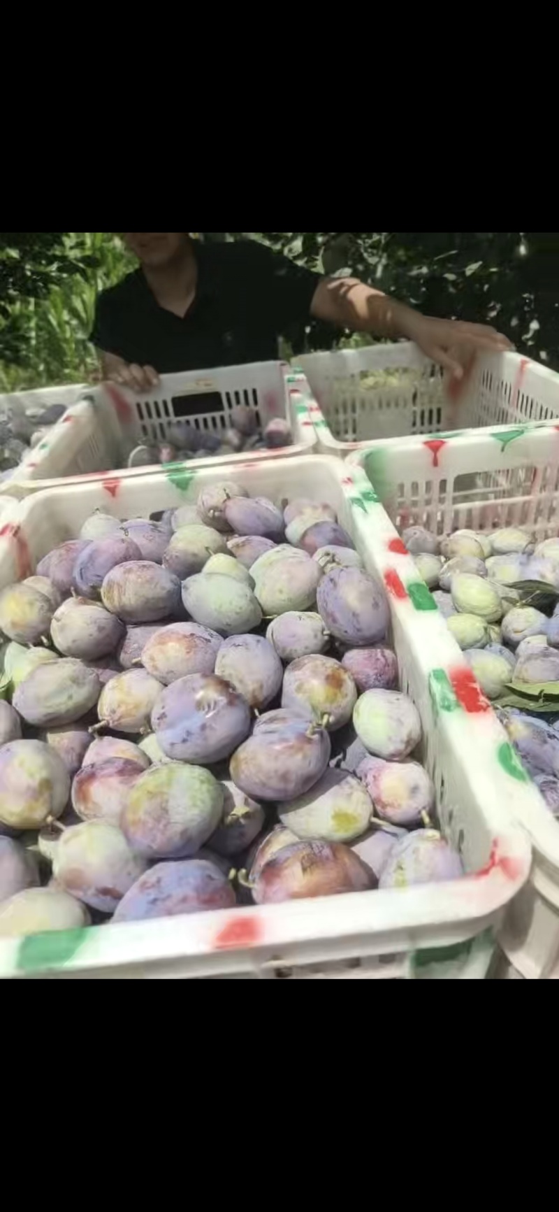 西梅！！！产地直采！！！陆续上市！！！各种李子！！！