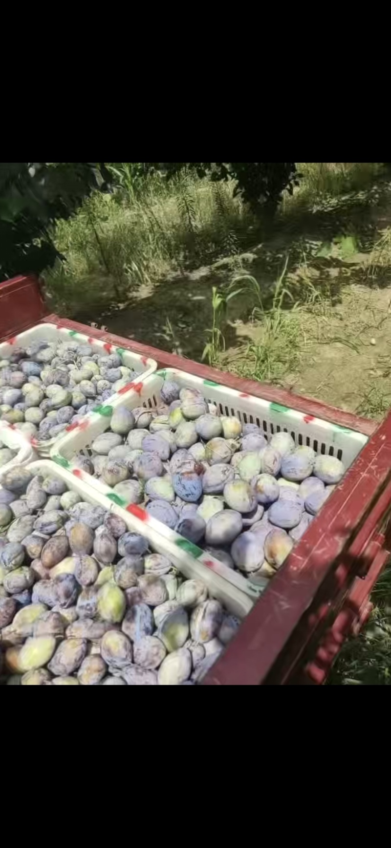 西梅！！！产地直采！！！陆续上市！！！各种李子！！！