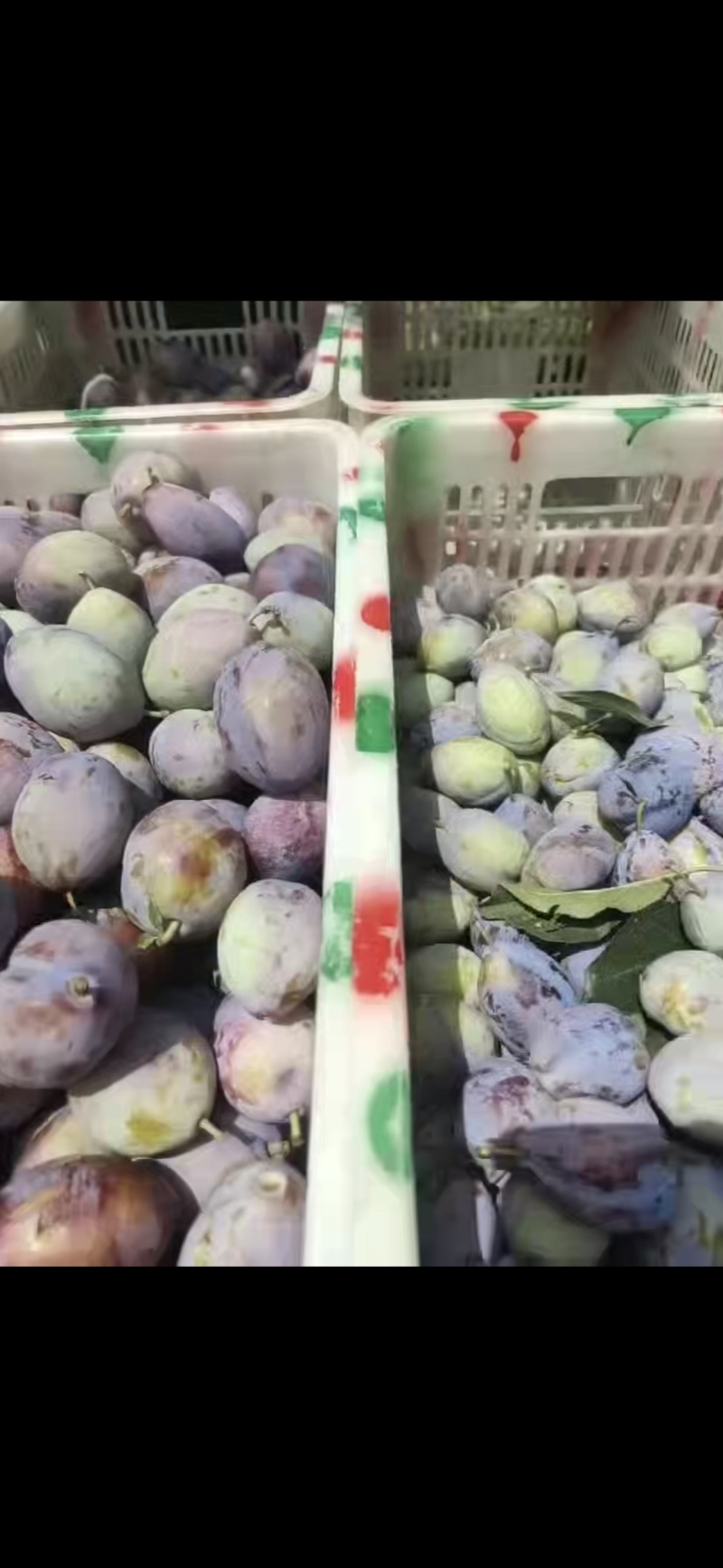 西梅！！！产地直采！！！陆续上市！！！各种李子！！！