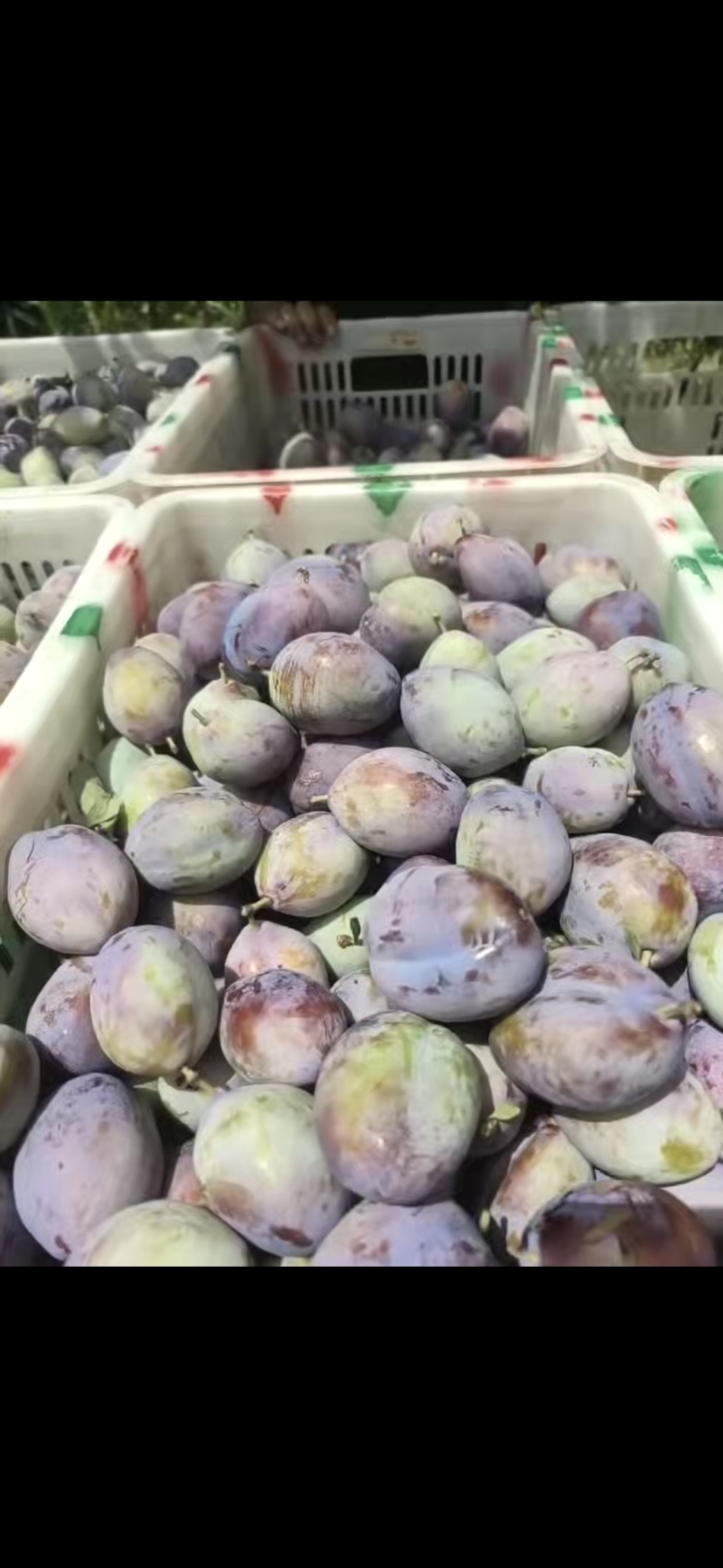 西梅！！！产地直采！！！陆续上市！！！各种李子！！！