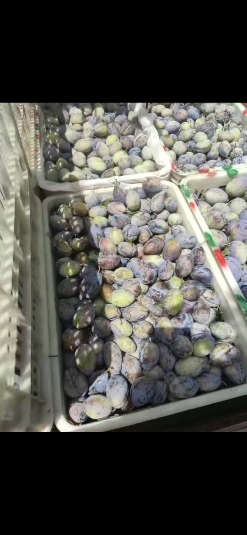 西梅！！！产地直采！！！陆续上市！！！各种李子！！！