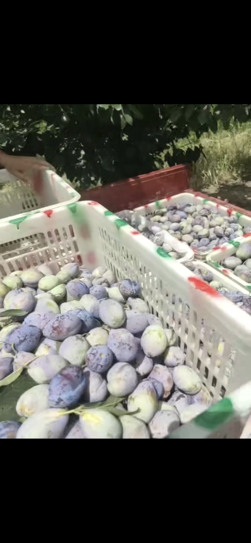 西梅！！！产地直采！！！陆续上市！！！各种李子！！！