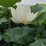 马踏湖水果藕，白莲藕，明清贡品，口感脆甜，可以生吃，