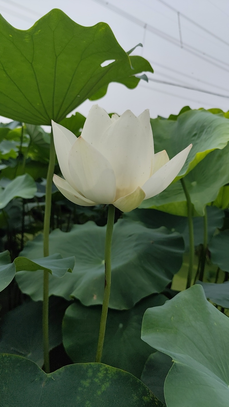 马踏湖水果藕，白莲藕，明清贡品，口感脆甜，可以生吃，