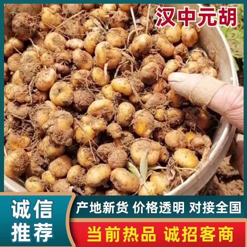 汉中元胡品质保证服务周到产地直发价格美丽欢迎