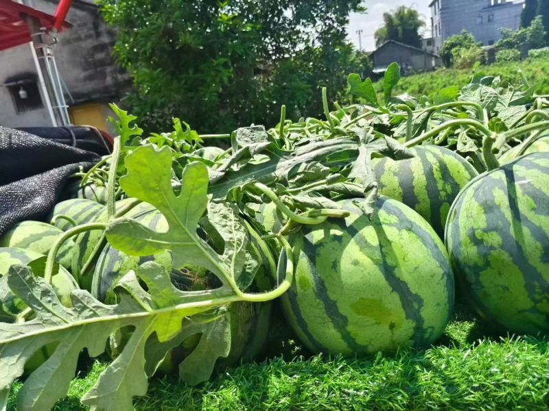 精品无籽美都，皮薄肉厚，大红瓤，又脆又甜甜度13以上