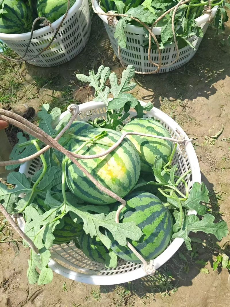 精品无籽美都，皮薄肉厚，大红瓤，又脆又甜甜度13以上