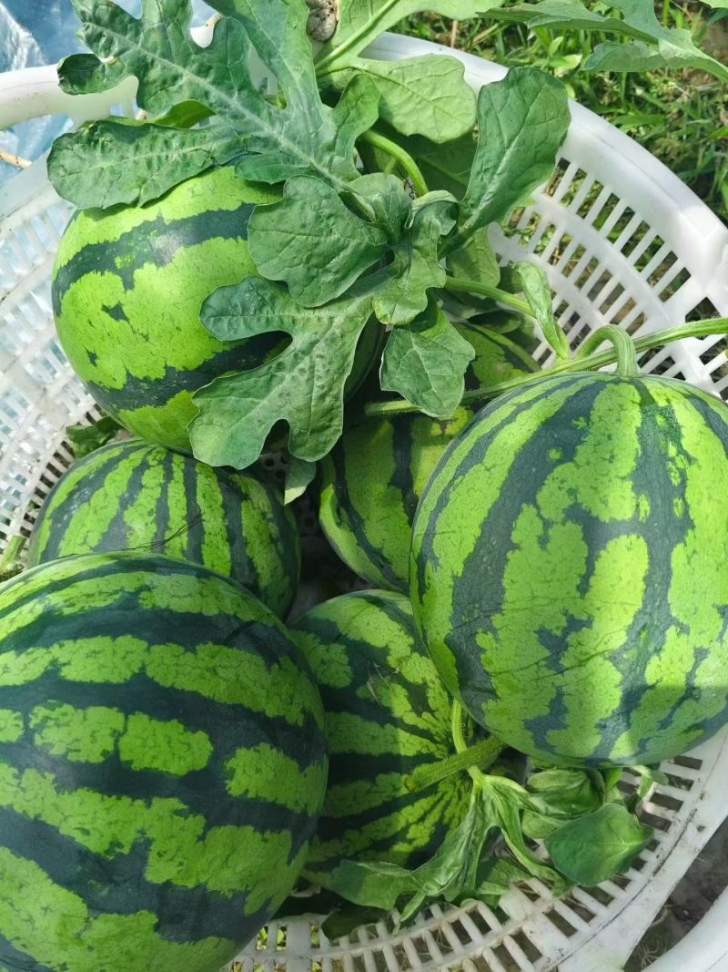 精品无籽美都，皮薄肉厚，大红瓤，又脆又甜甜度13以上