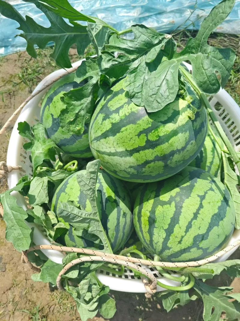 精品无籽美都，皮薄肉厚，大红瓤，又脆又甜甜度13以上