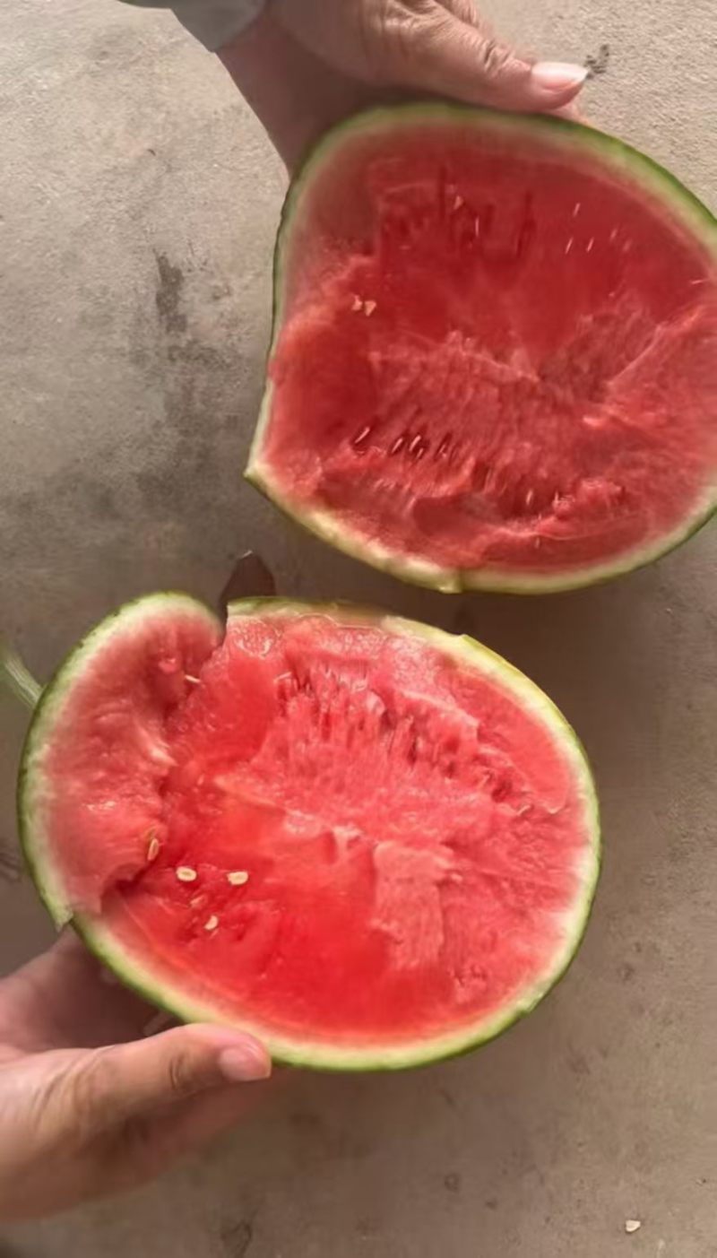 嘉秀六号西瓜小糖丸西瓜手剥西瓜大量供应可视频看货欢