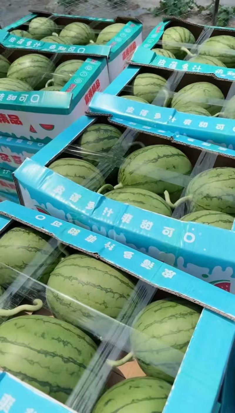 嘉秀六号西瓜小糖丸西瓜手剥西瓜大量供应可视频看货欢