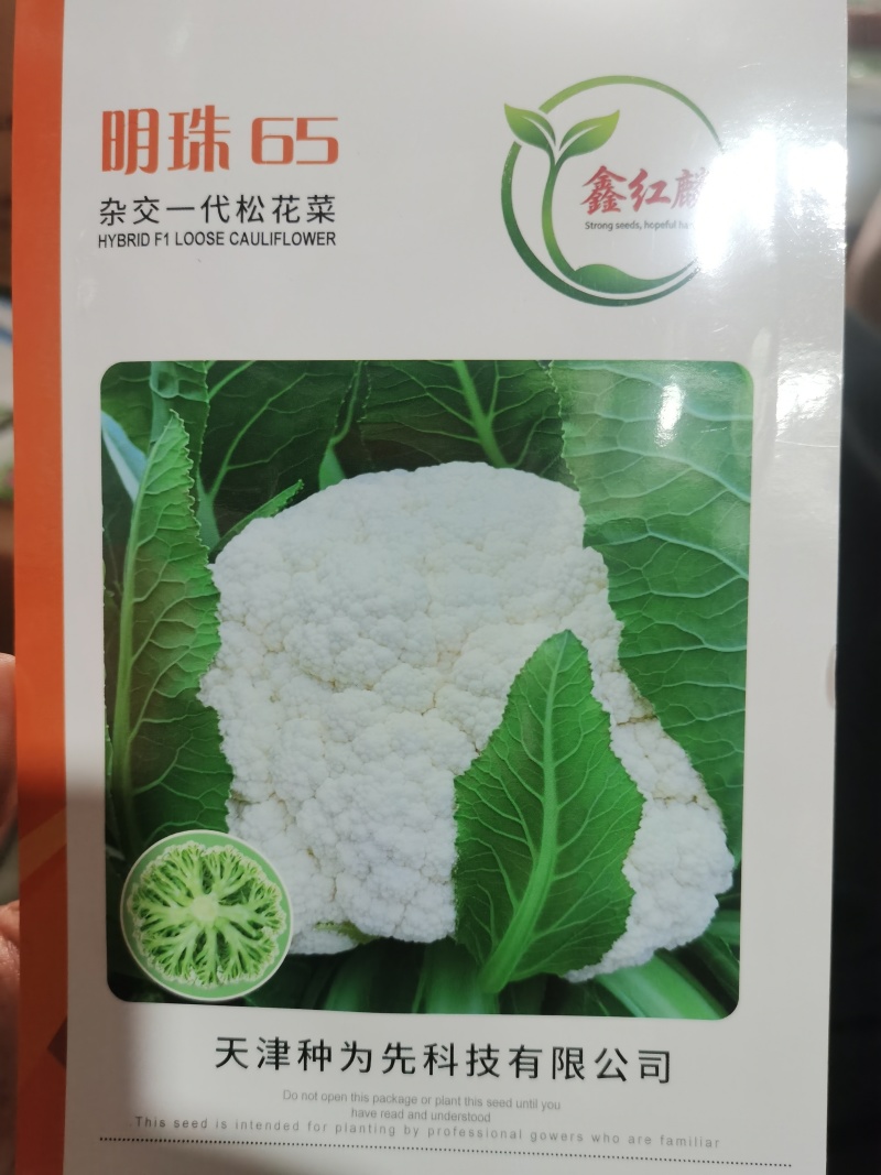 免盖松花菜烈日松60明珠65松花菜种子