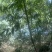 甜笋