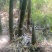 甜笋