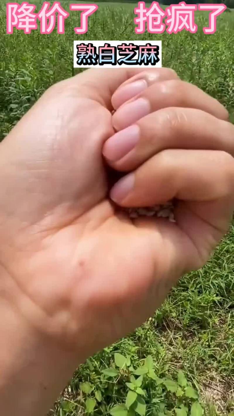 新货新鲜炒熟白芝麻干净无沙颗粒饱满带皮即食家用袋装商用批