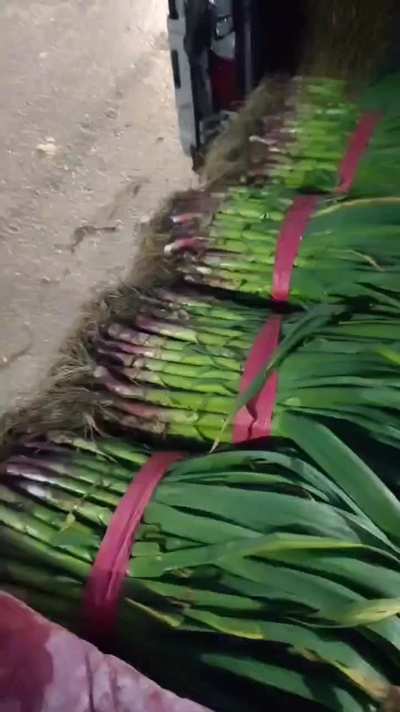 【优质推荐】红根蒜苗大量有货产地直发一手货源保质保量