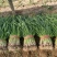 【优质推荐】红根蒜苗大量有货产地直发一手货源保质保量