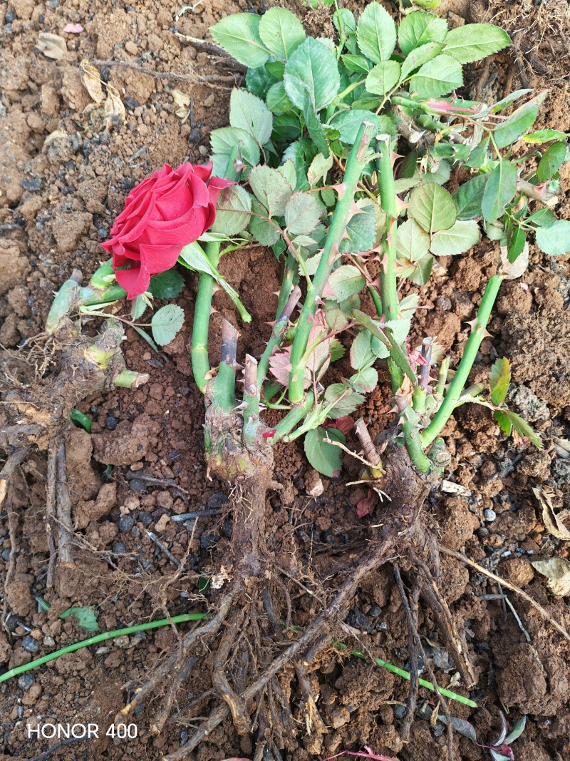 玫瑰老桩批发