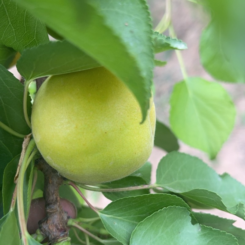 河北晋州杏即将上市