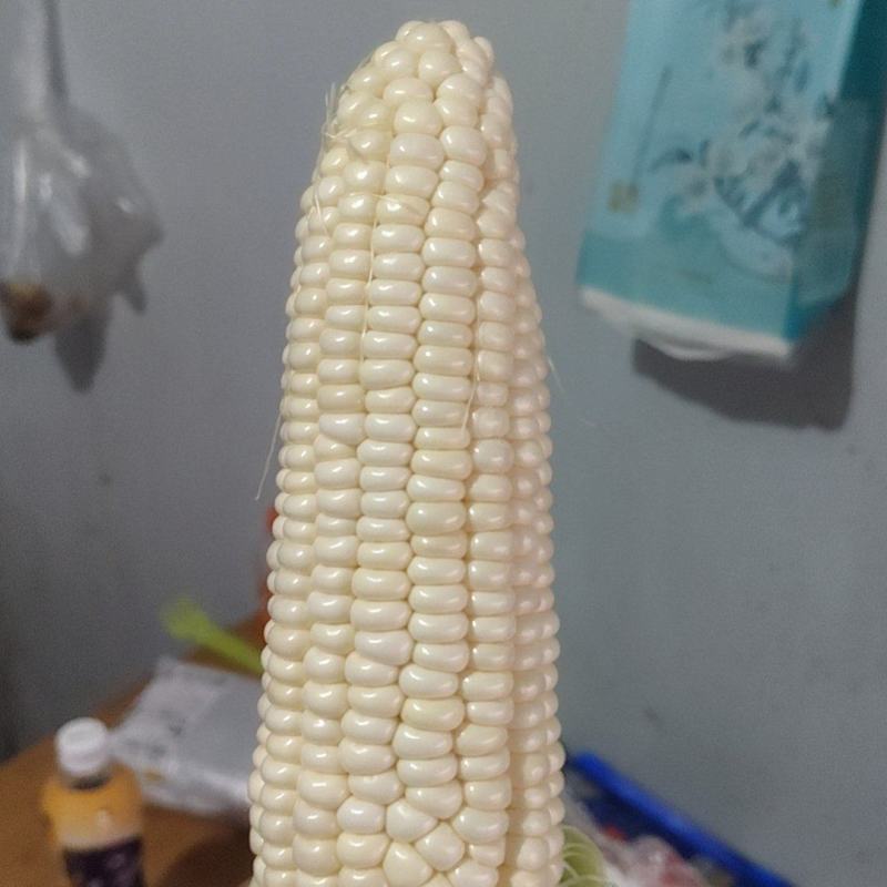 新鲜甜加糯白玉米